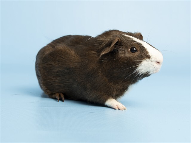 gizmo.jpg