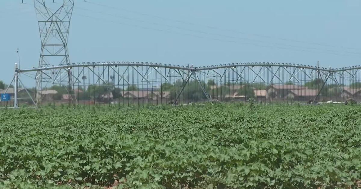 Heat and water concerns challenge Arizona farmers as Colorado River allocation decisions near