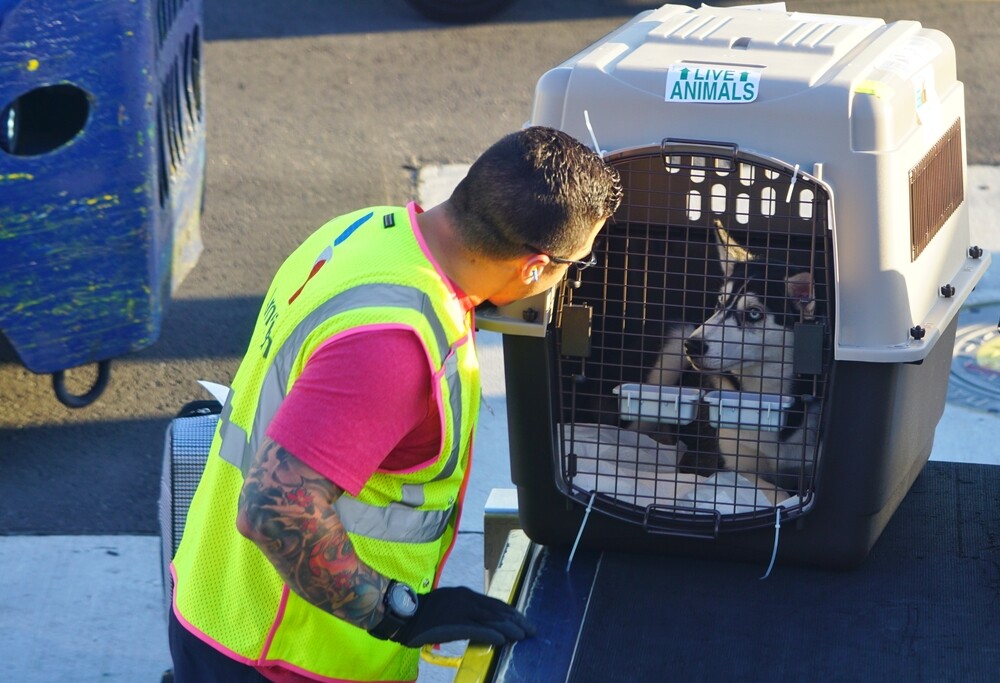 A baggage handler from American Airlines with a dog in a crate