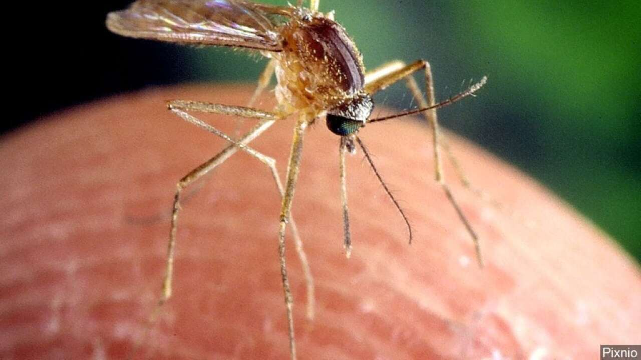 Mosquitoes carrying West Nile virus found in Robstown