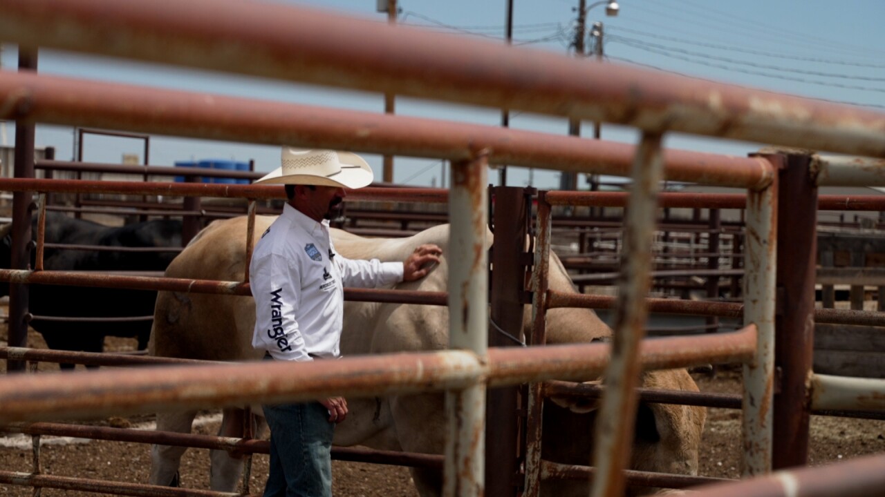 Kody with a bull.jpg
