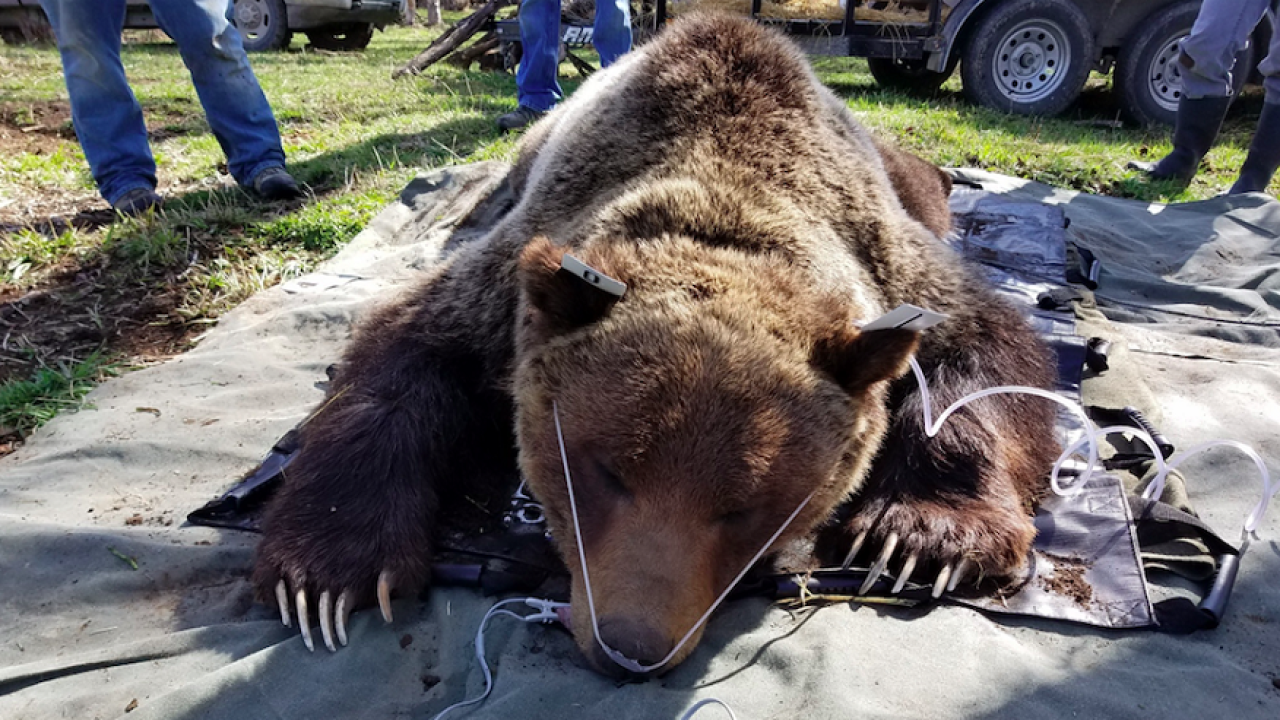 What Is Killing Montana S Grizzly Bears Humans And Bullets