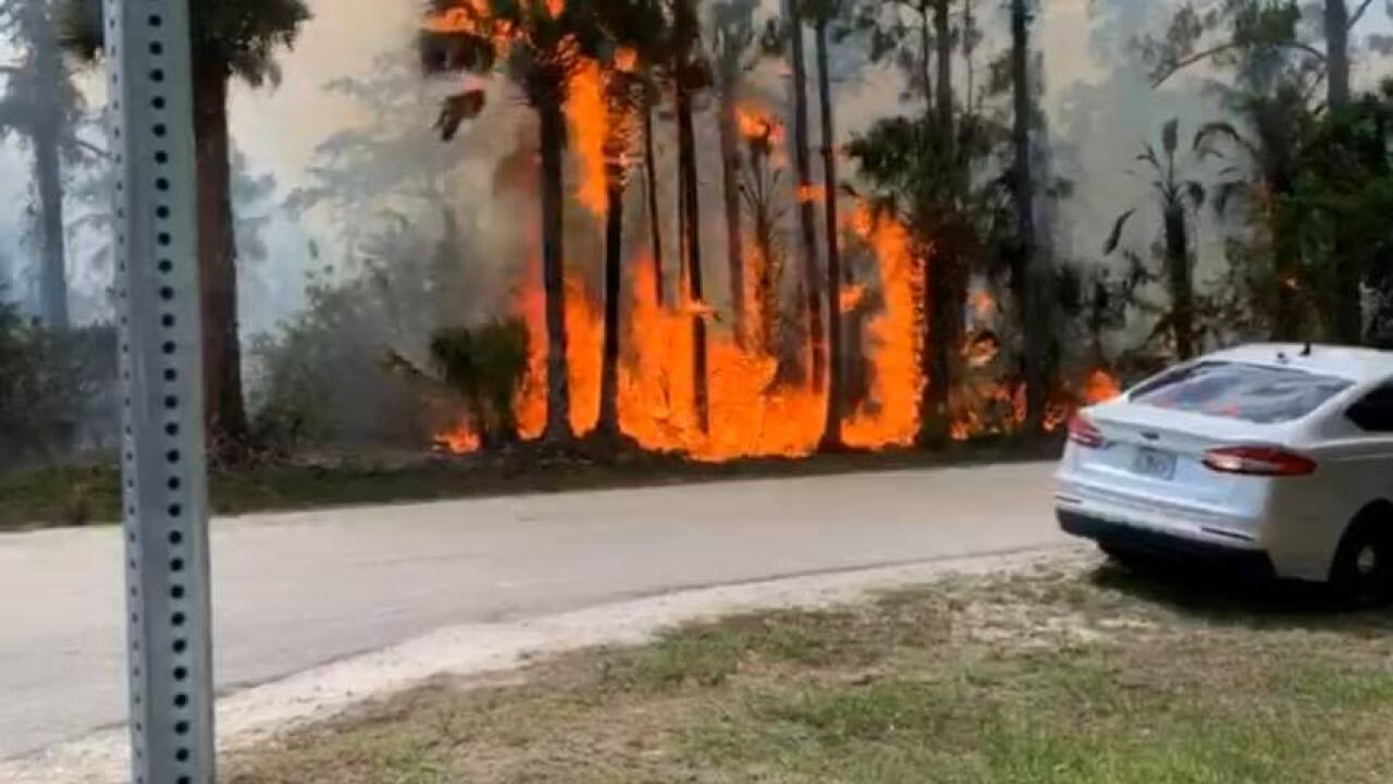 Florida Forestry Services is responding to large wildfire in Collier County