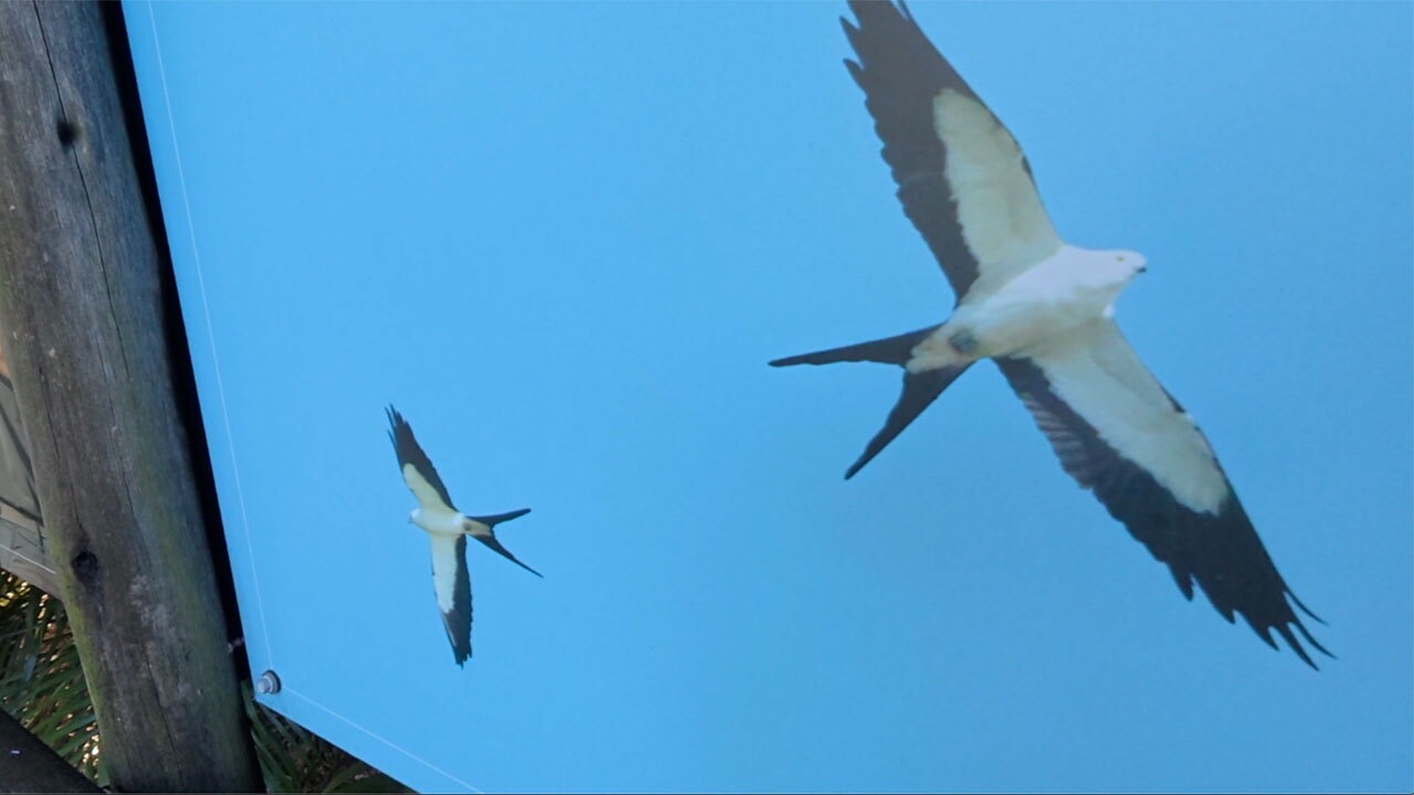 True Kite How you can help wildlife experts track this 'beautiful' bird