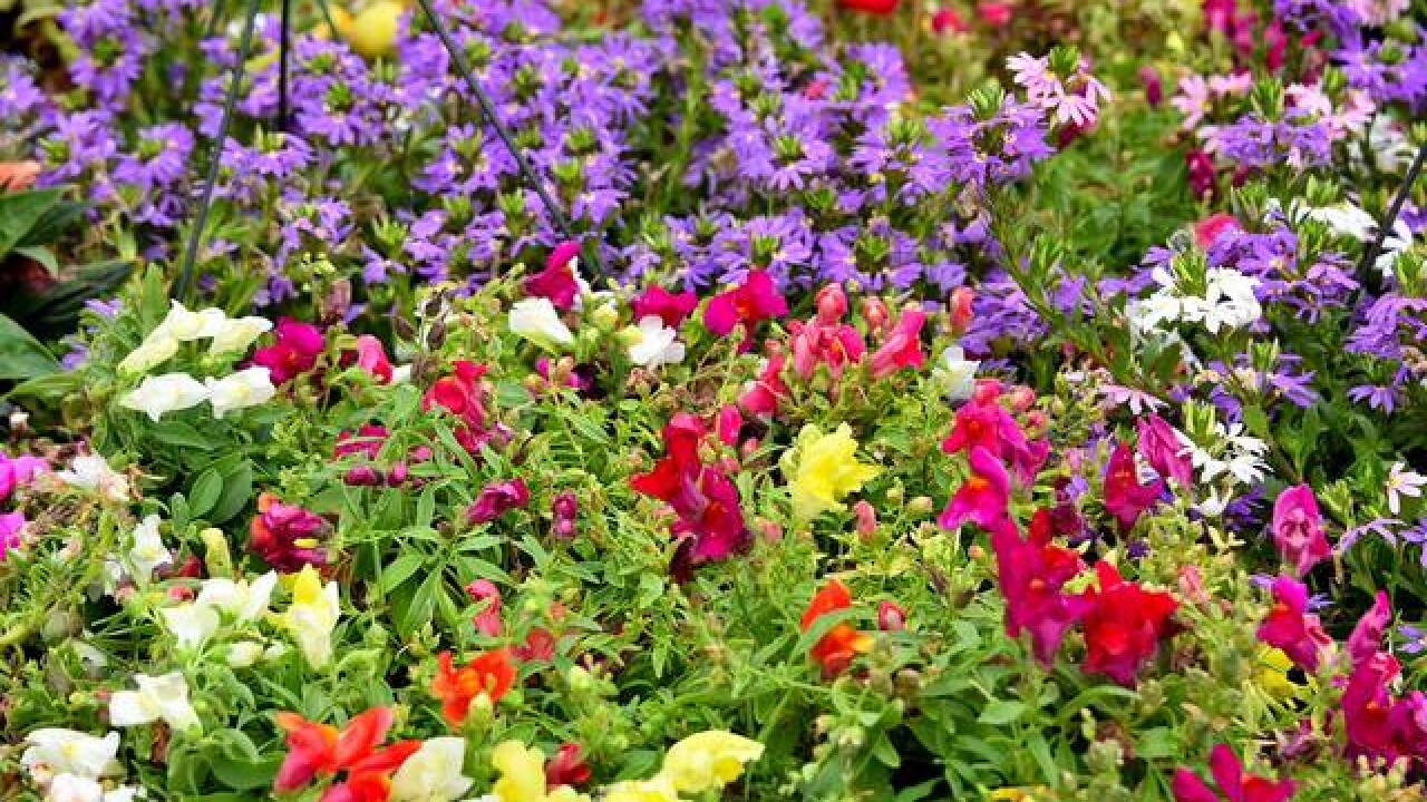 The Town Of Amherst Garden Walk Kicked Off Today