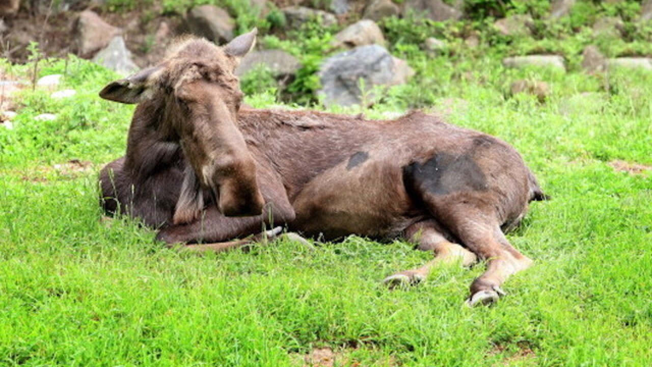 Moose rescued after fall into Idaho basement