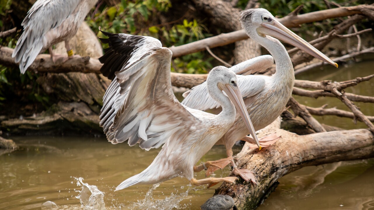 A pelican lands on a log occupied by a turtle and another pelican