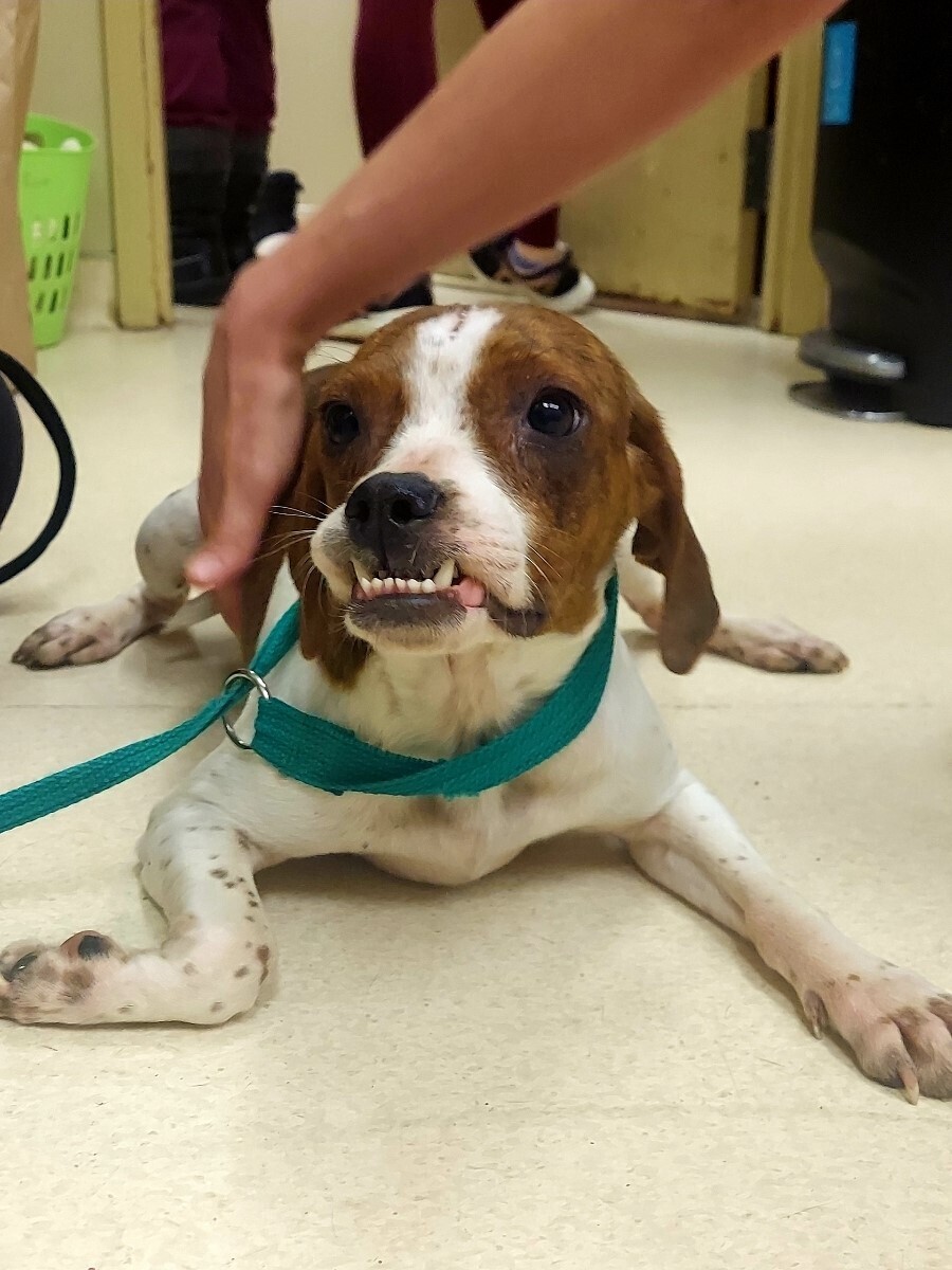 20220217_Beagle Rescue 5.jpg