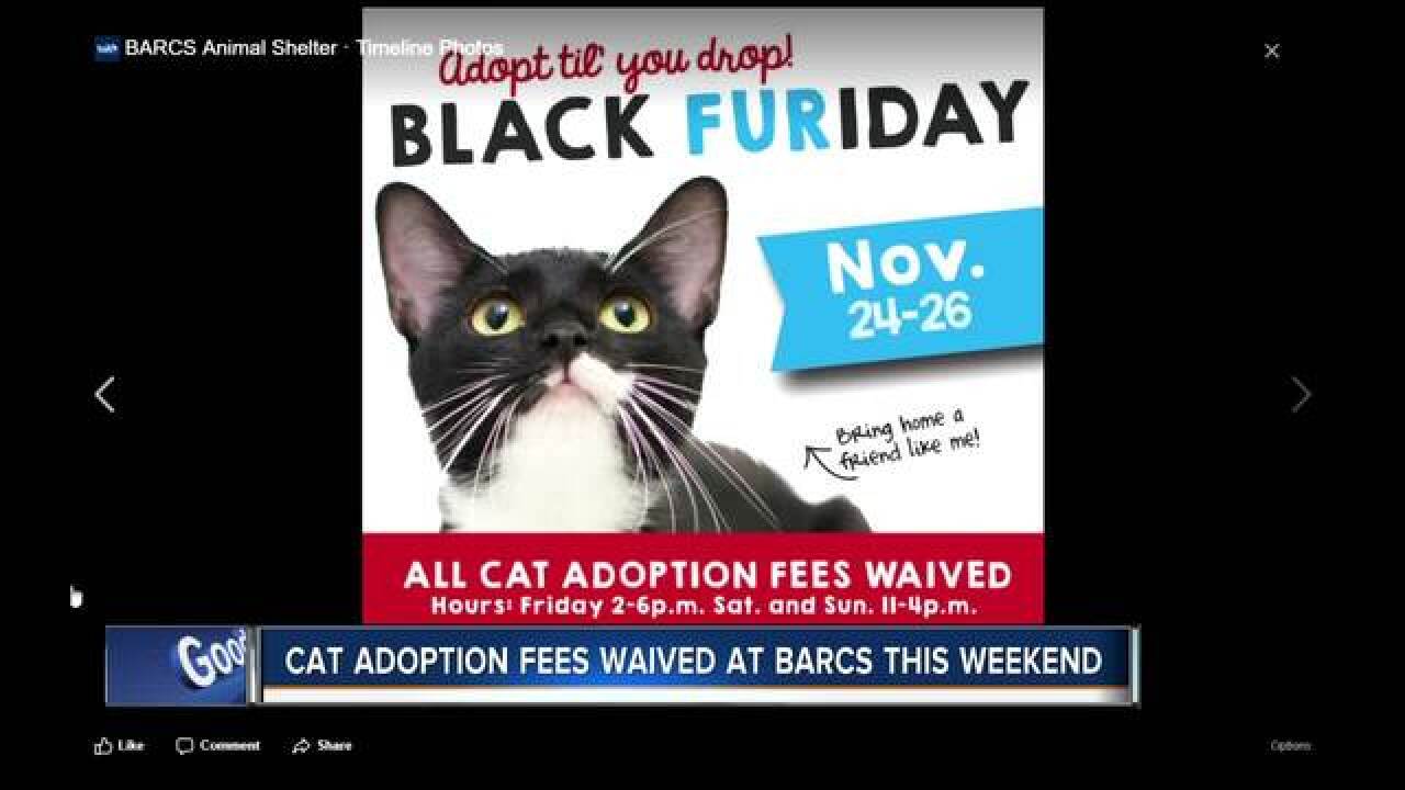 barcs waiving cat adoption