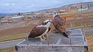 Osprey Cam.jpg