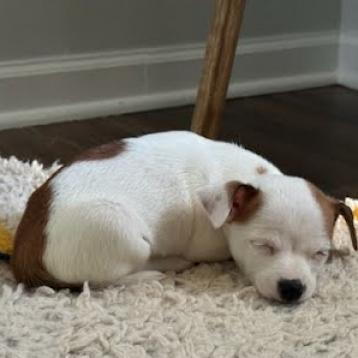 Harbor Humane - Jose Milo - Sleeping.png