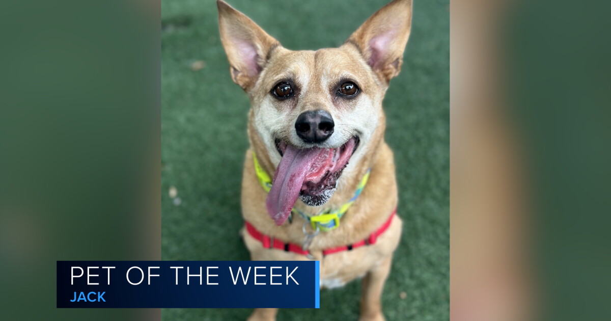 Jack, our Pet of the Week is eager to find his forever home