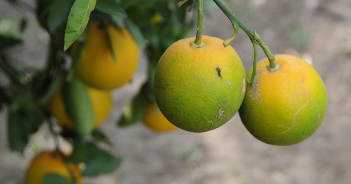 California Issues Multi-Jurisdictional Citrus Quarantine for Huanglongbing Disease in Northern San Diego