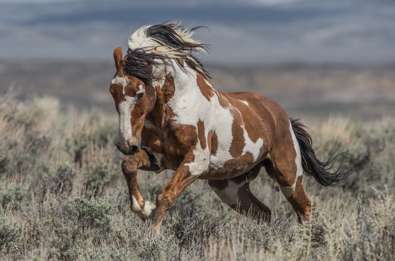 Picasso wild horse