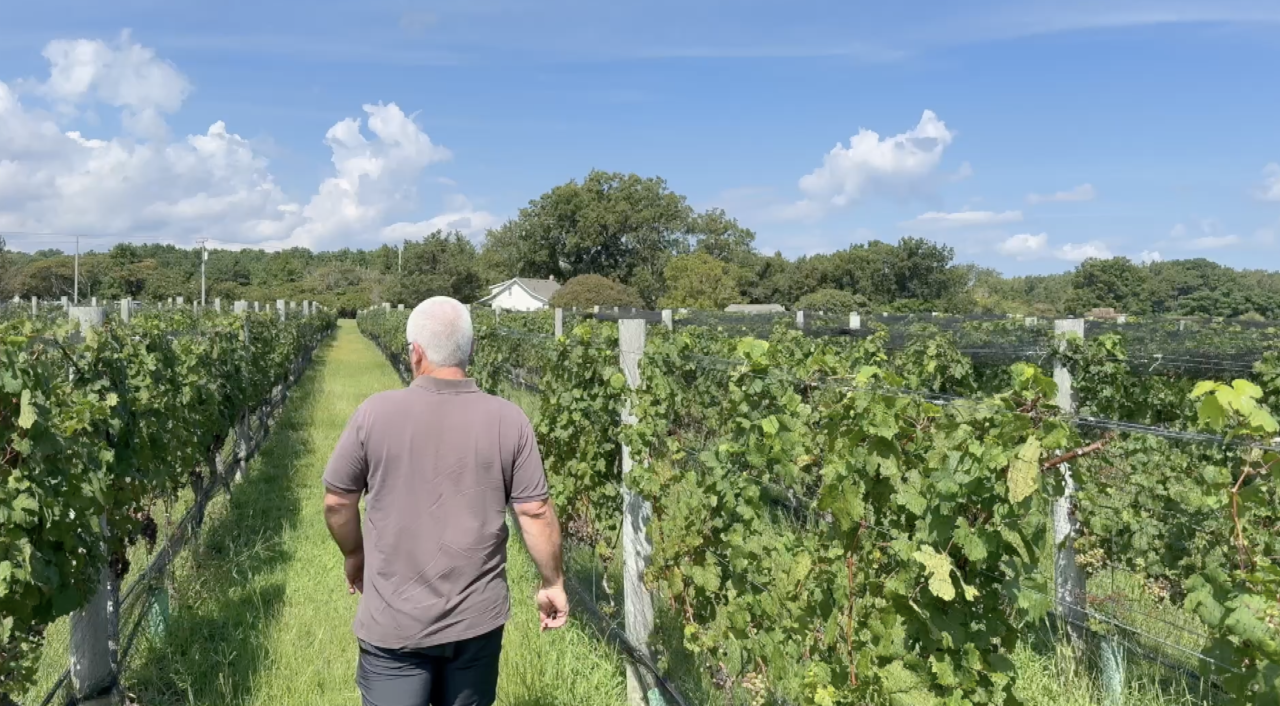 Sanctuary Vineyards