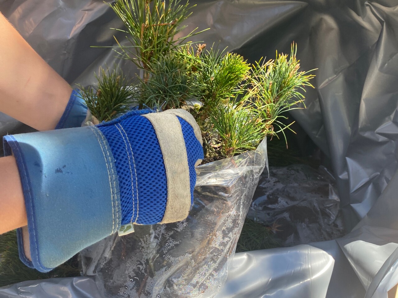 Whitefish Mountain Tree Planting
