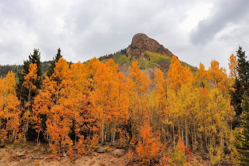 Aspens beween Ouray and Silverton_Jessica Warick