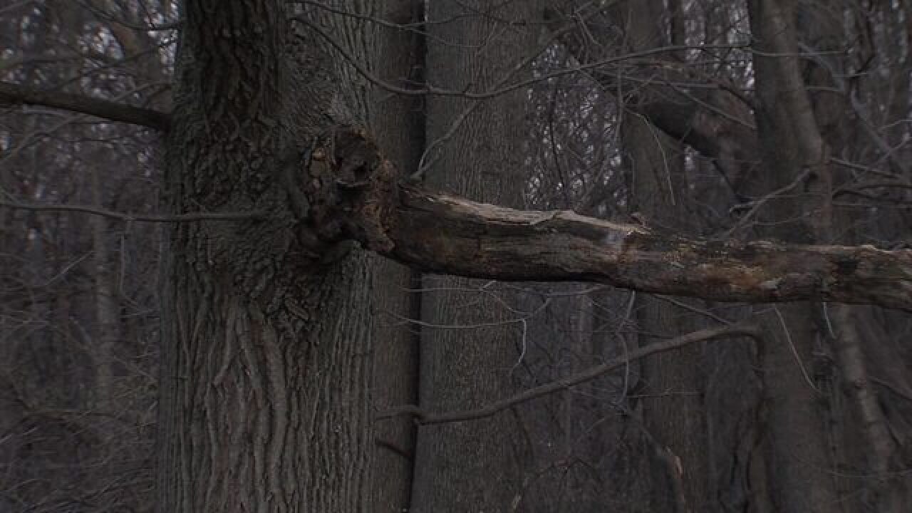 PICS: Crown Hill North Woods could be torn down