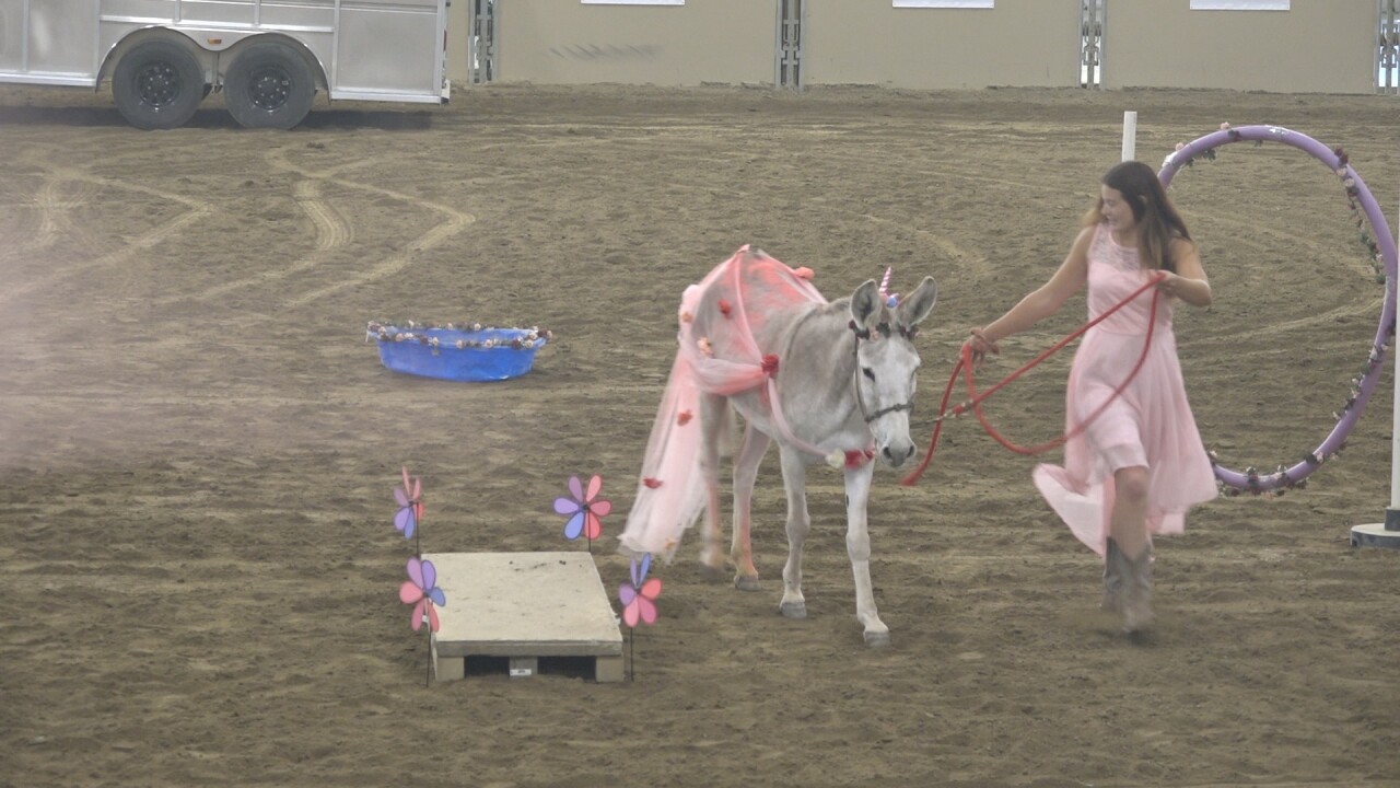 The freestyle competition