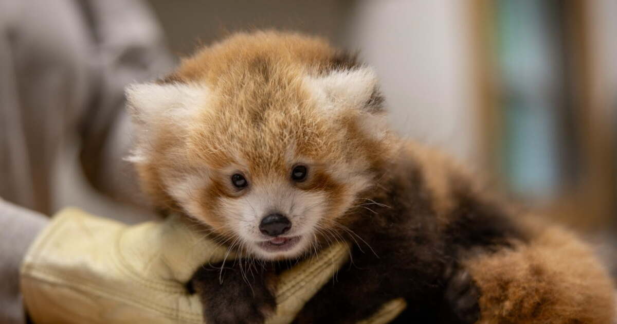 Interactive: A red panda cub was born this summer and America gets to name her
