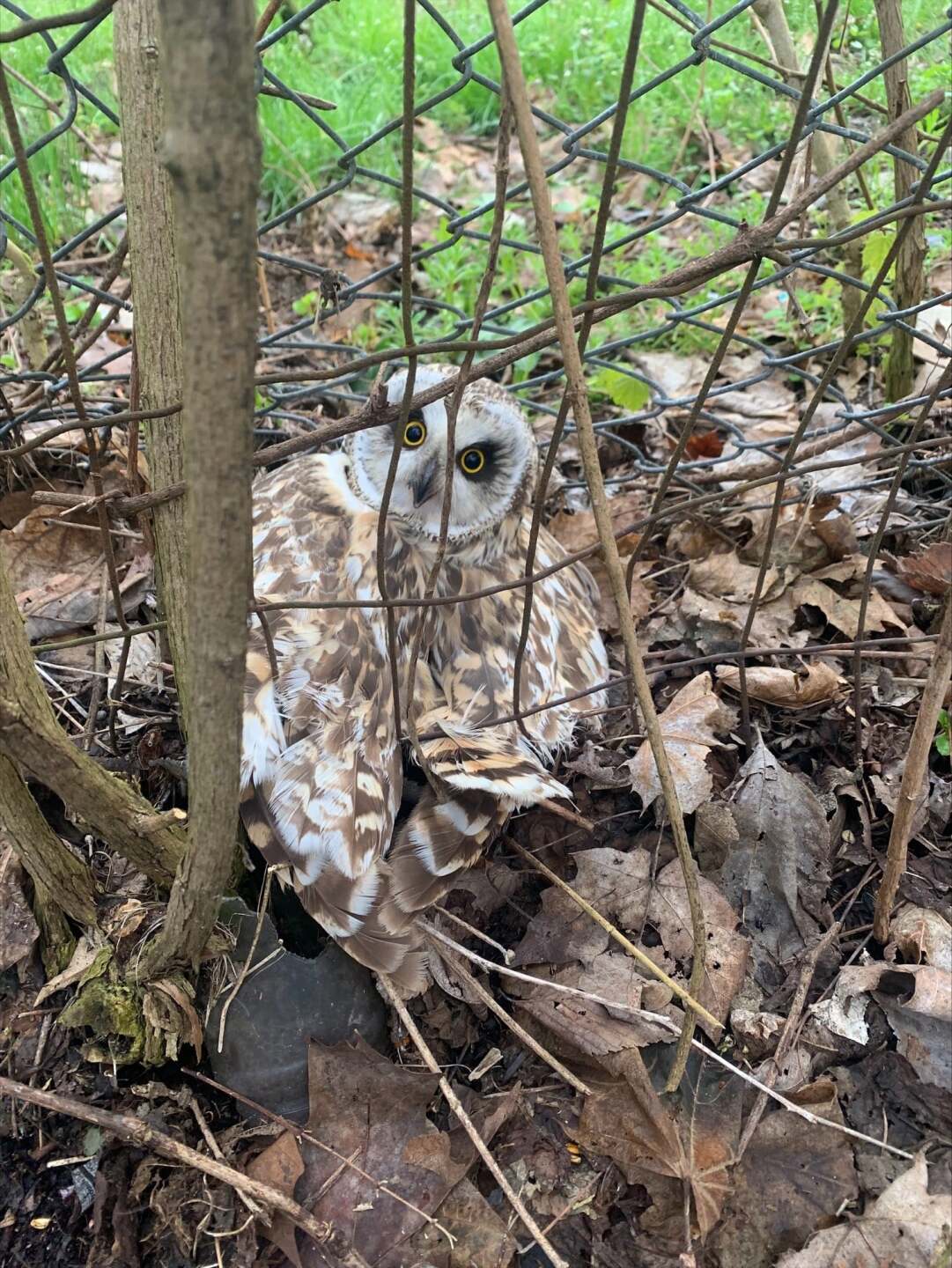 kdps owl rescue 2.jpg
