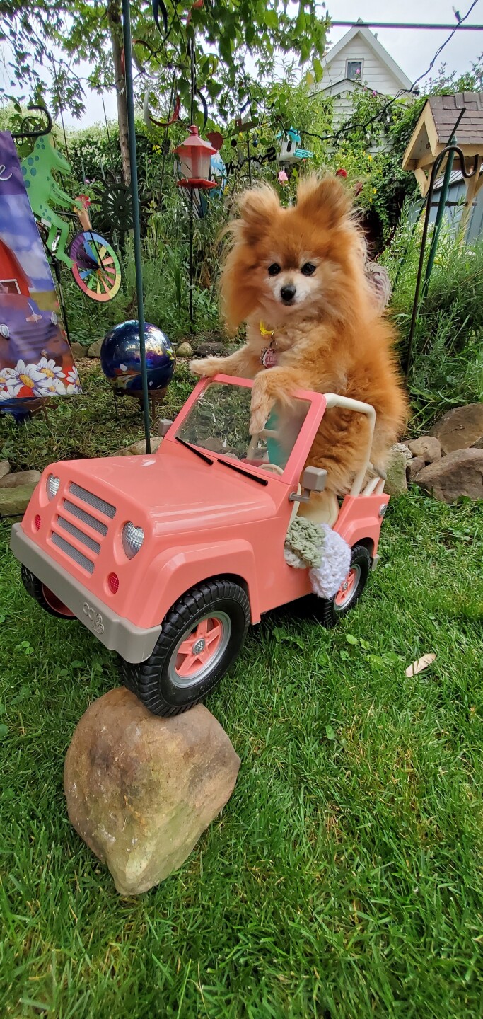 Dog walking forecast