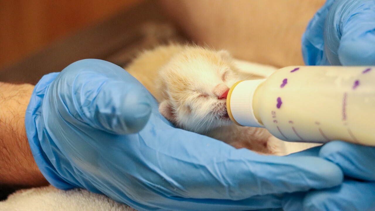 Kitten bottle feeding.jpg