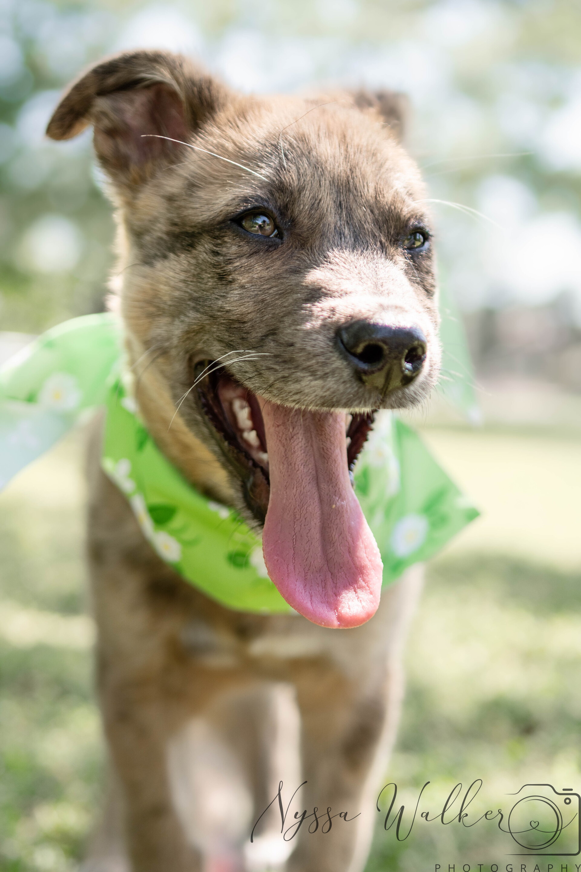 Tulsans band together to help curb pet overpopulation problem