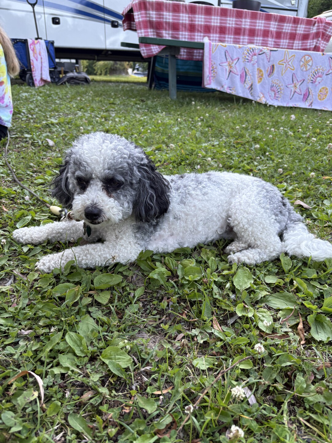 DA will not file charges against West Bend dog groomer shown in viral video
