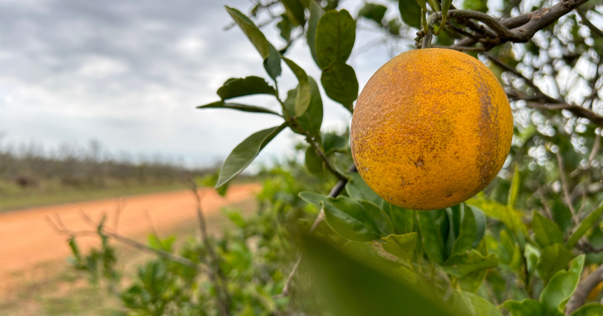 New report says Fla. citrus industry is still on-track for a bounce back season - Vimarsana News