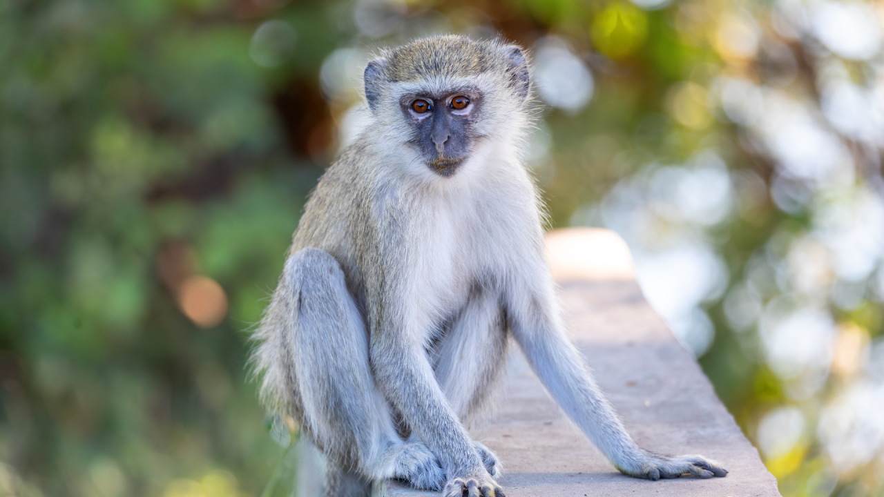 Vervet Monkey