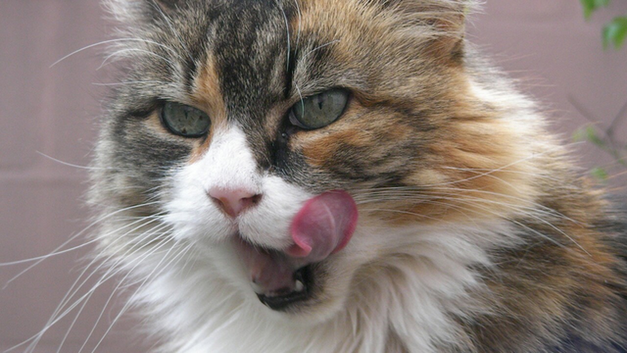 9lives Everpet Special Kitty Included In Canned Cat Food Recall