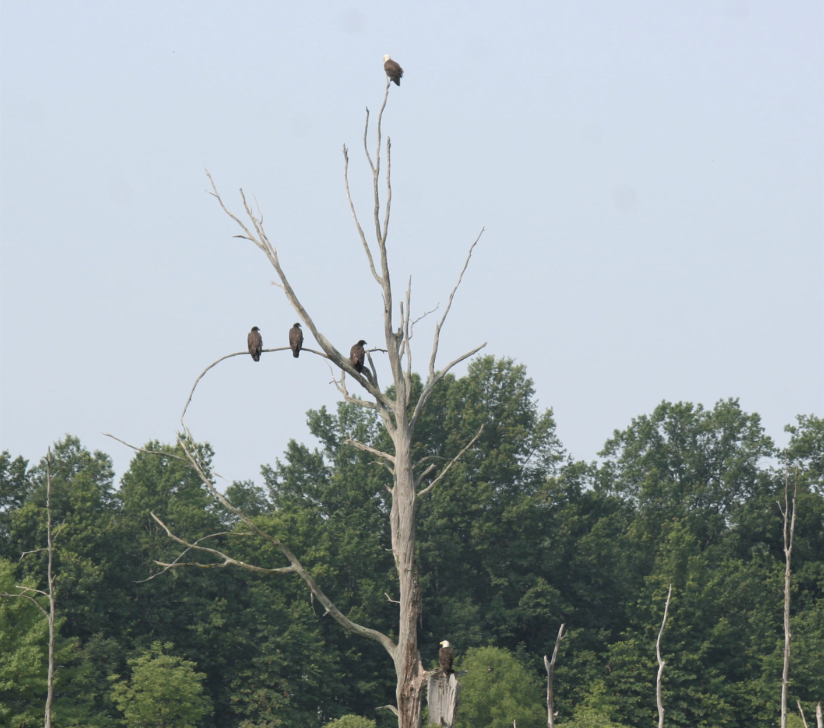 Bald eagles Sandy Ridge Reservation