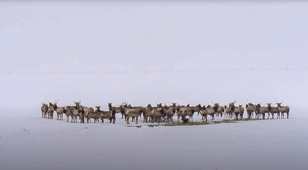 elk herd in northwest colorado winter 2022-2023