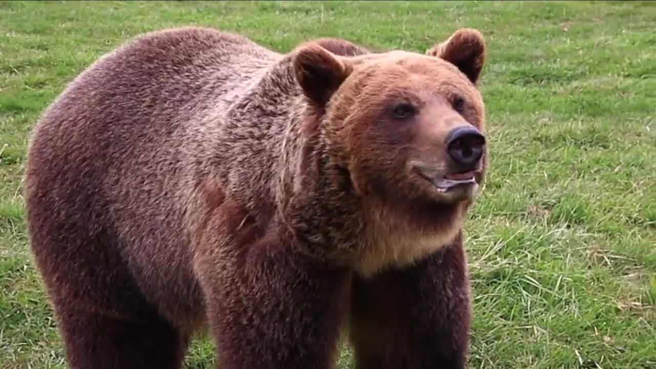 Grizzly Bear