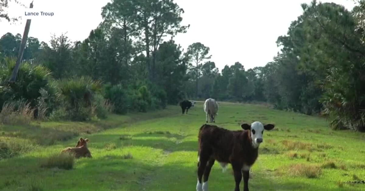 Martin County considers multimillion-dollar deal to preserve Bar-B Ranch