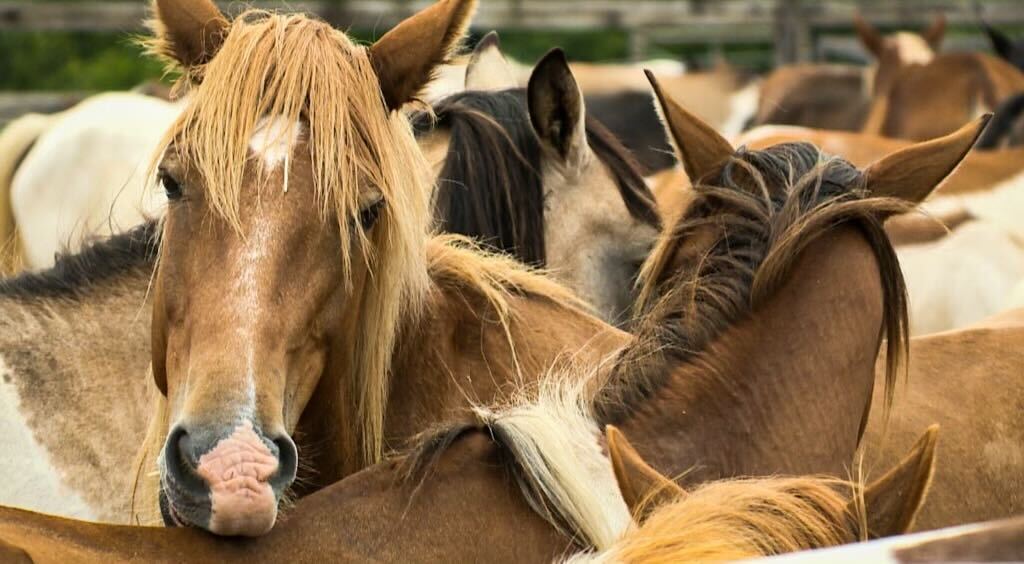 Screenshot 2024-07-23 at 9.09.09 PM.jpg