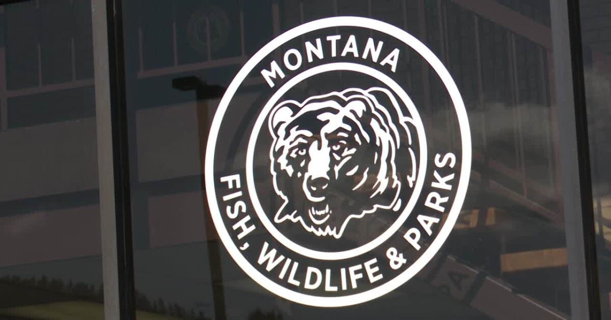Grizzly bear euthanized in Eureka area of Lincoln County - Vimarsana News