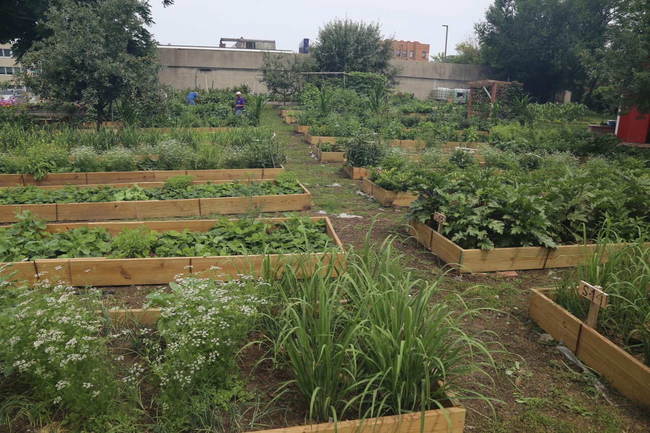 Mulberry Hill Hmong Friendship Garden