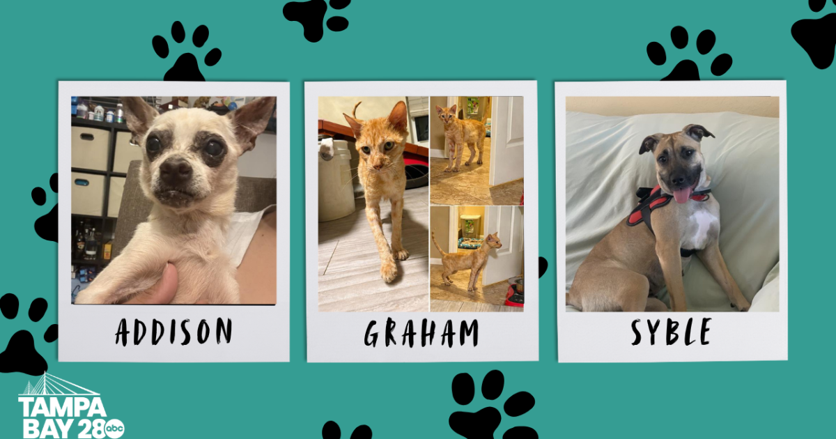 Rescues in Action: Addison, Graham, and Syble