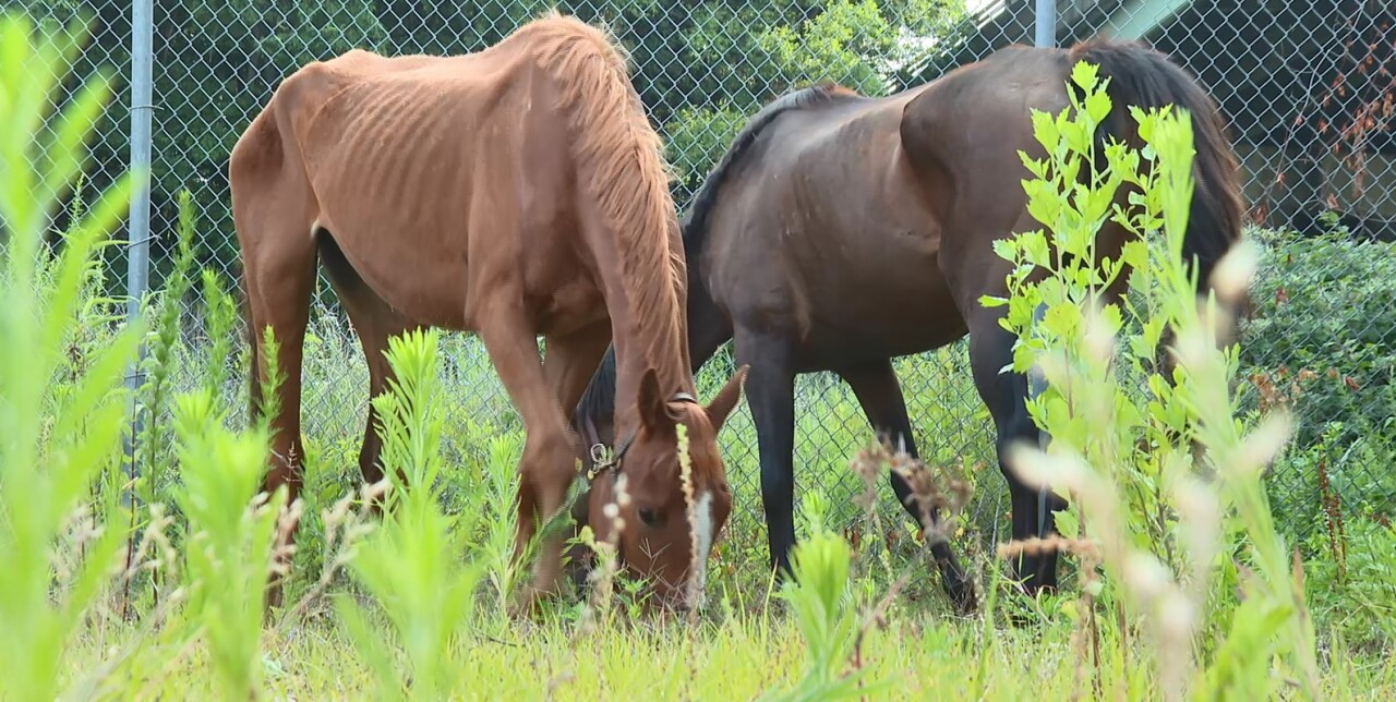RACC Horses Rescued 3.jpg