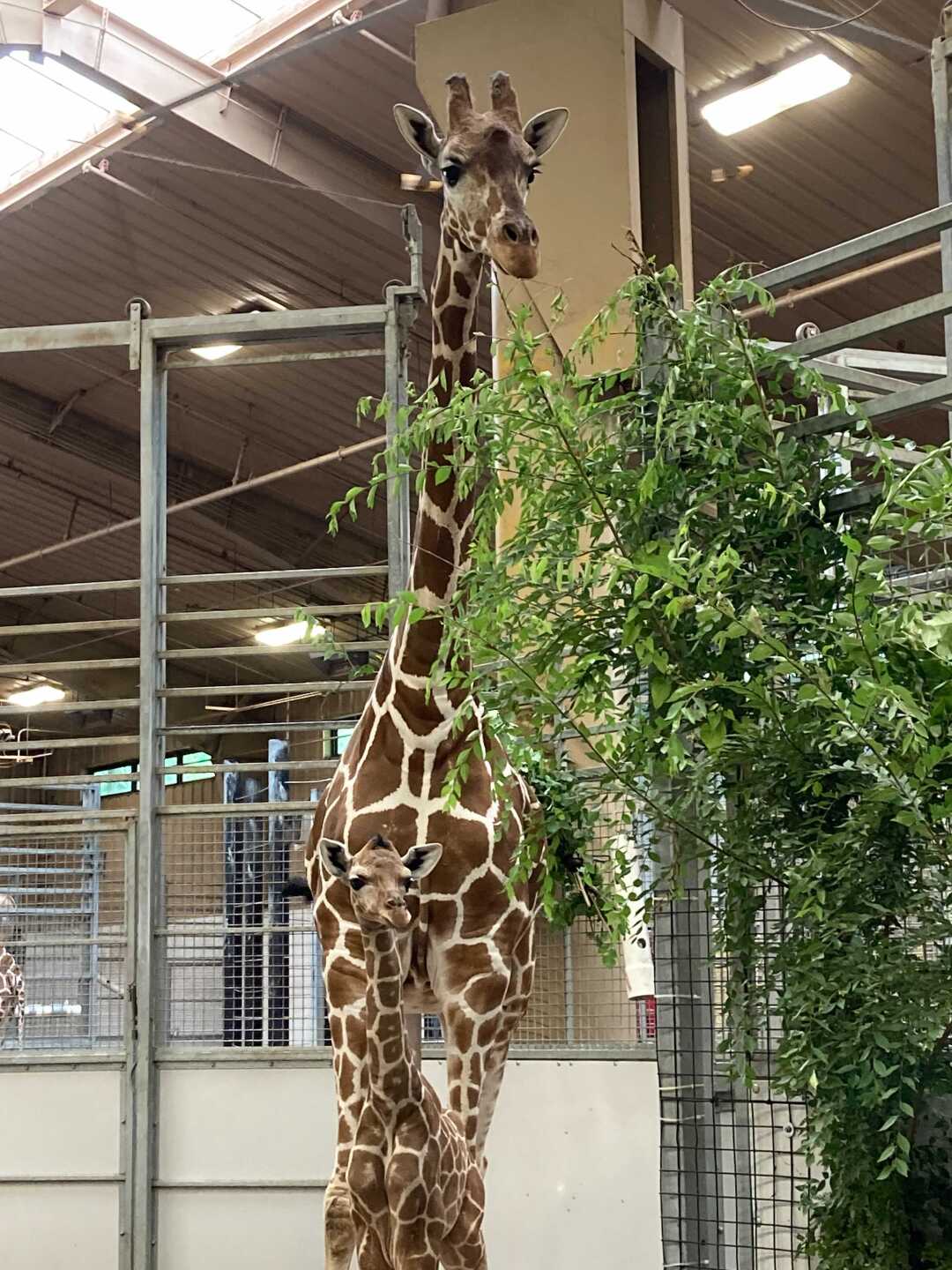 Zoo Baby: Giraffe at Omaha's Henry Doorly Zoo and Aquarium