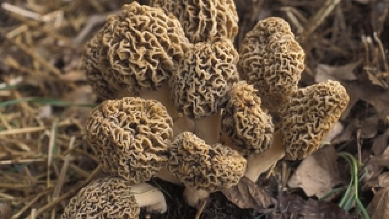Morel mushrooms Here's what you need to know