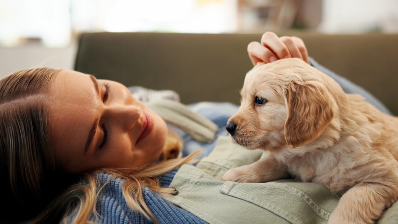 Happy,Woman,,Relax,And,Sofa,With,Dog,For,Animal,Welfare,