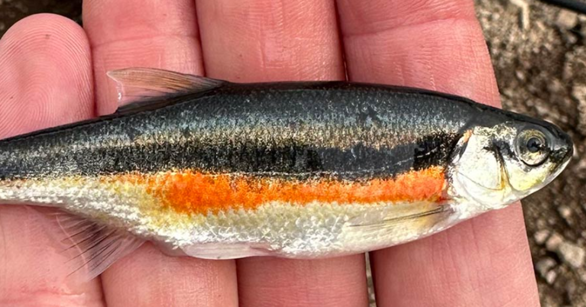 4 fish illegally introduced to Utah ponds, waterbodies