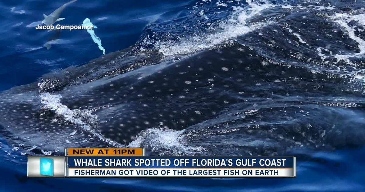 Video Shows Close Up Whale Shark Sightings Off Anna Maria