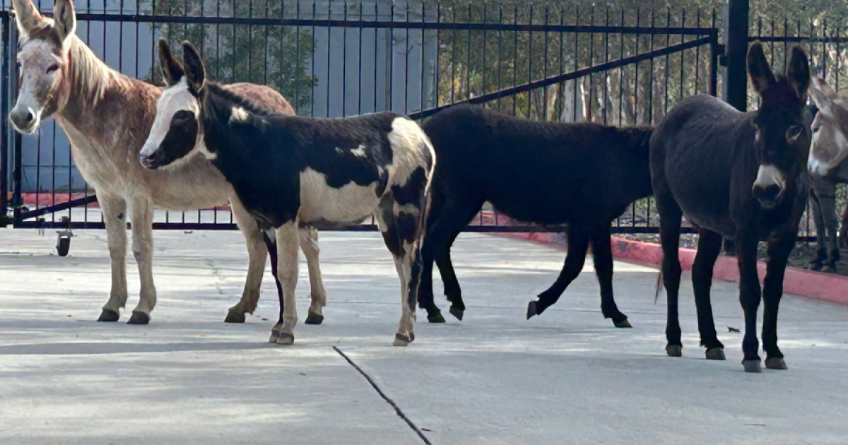 Humane Society Rescues 11 Escaped Donkeys in Vista