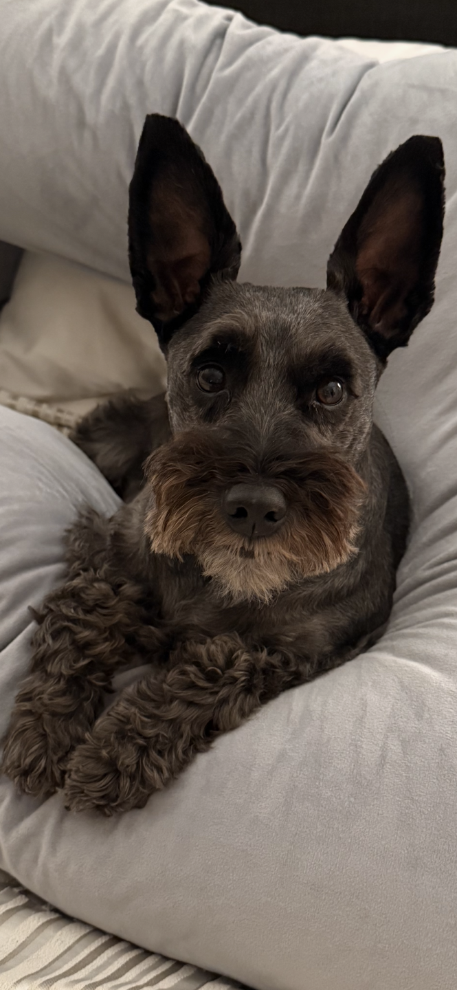 Dog walking forecast