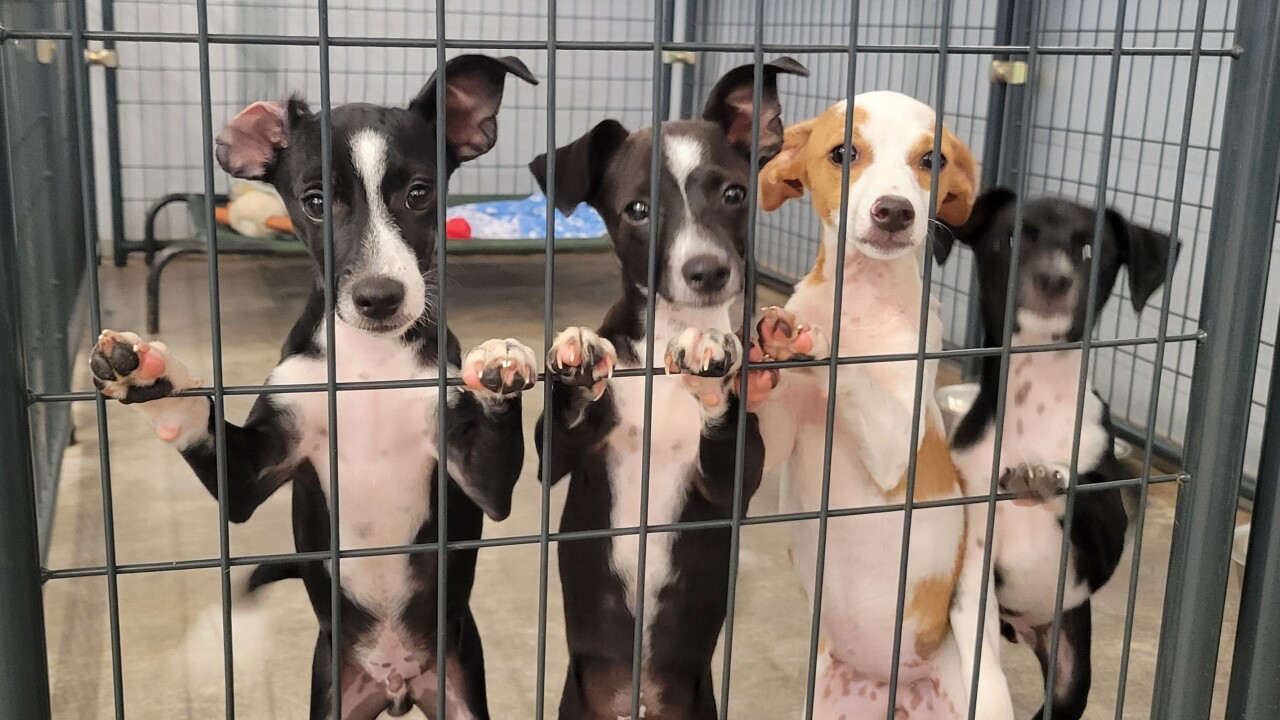 Helen Woodward Animal Center celebrates the Padres