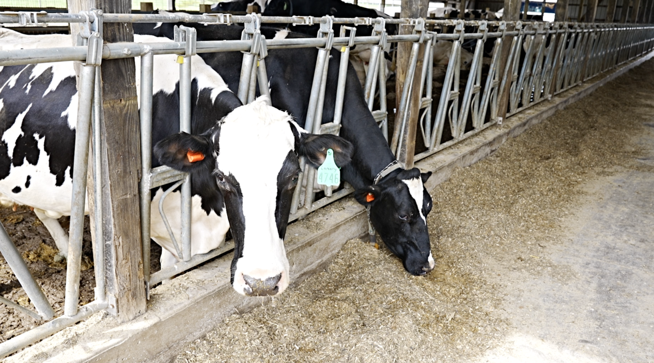 MSU Dairy Teaching and Research Center